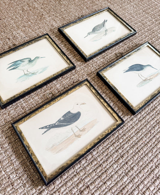Highly Collectible Framed Antique Alexander Francis Lydon Antique Bird Prints