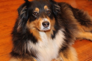 Lady our Australian Shepherd